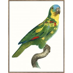 Parrot Of The Tropics II - Canvas
