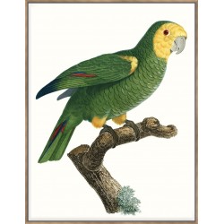 Parrot Of The Tropics IV - Canvas