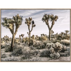 Views Of Joshua Tree IX - Canvas