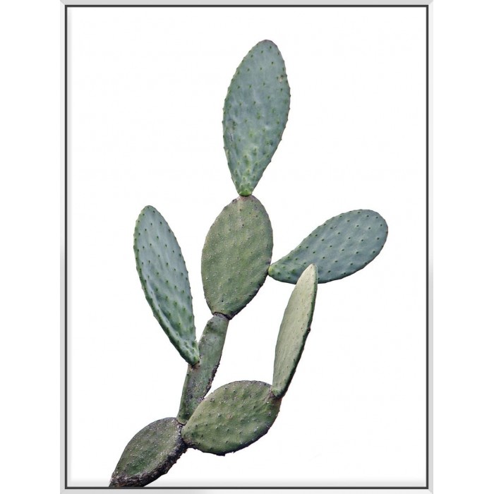 Barberry Fig Cactus - Canvas